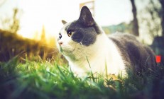 开云在线赛事平台-门神觉醒，奥纳纳抢七之夜全程高能，改写曼联命运