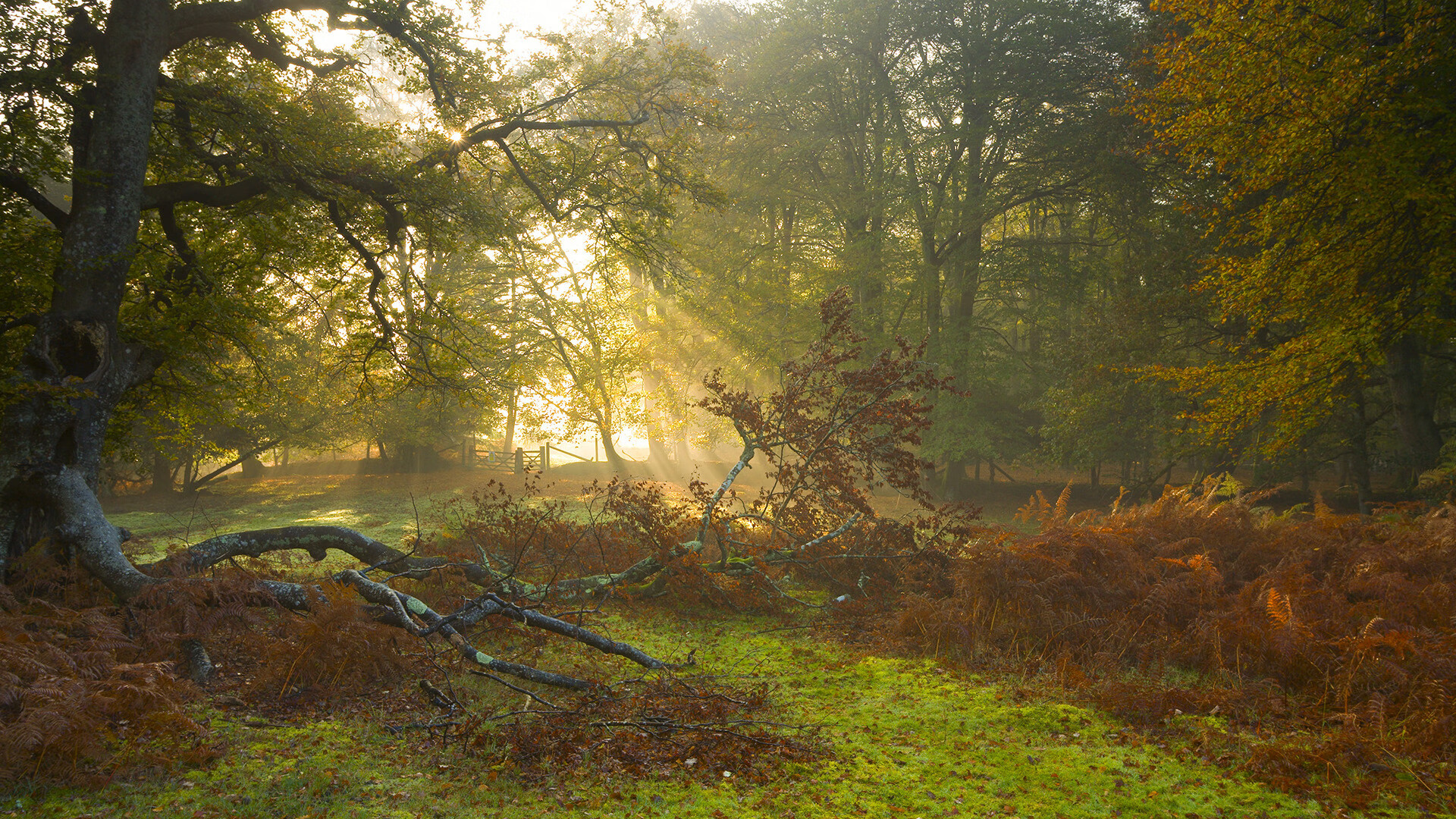 从鹈鹕战术到莫兰特接管，篮球智慧的双重奏