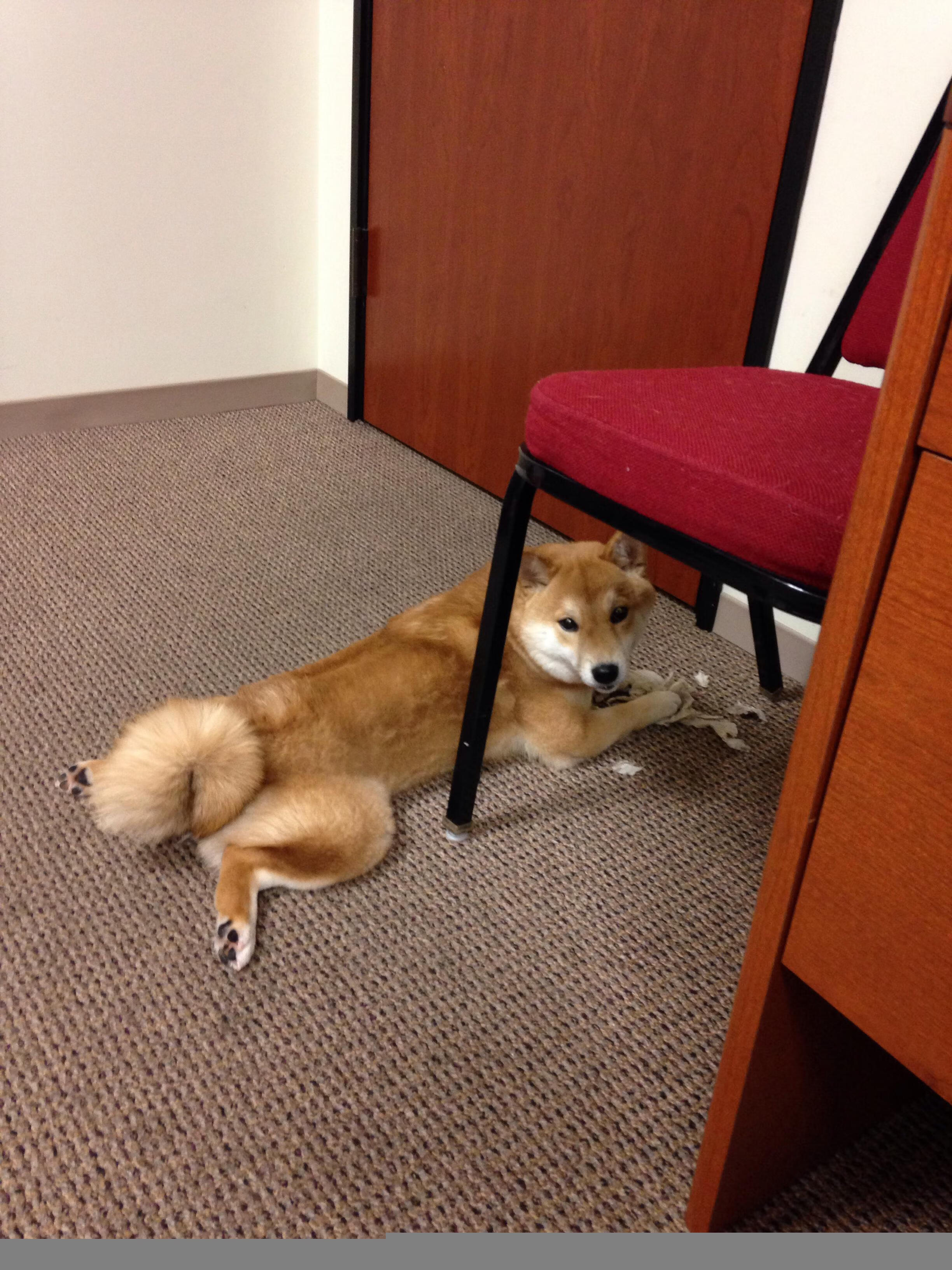 绿茵与硬木的交响，当意甲焦点战遇上广厦鏖战湖人